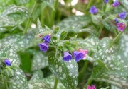 5558721-lungwort-3363477.jpg