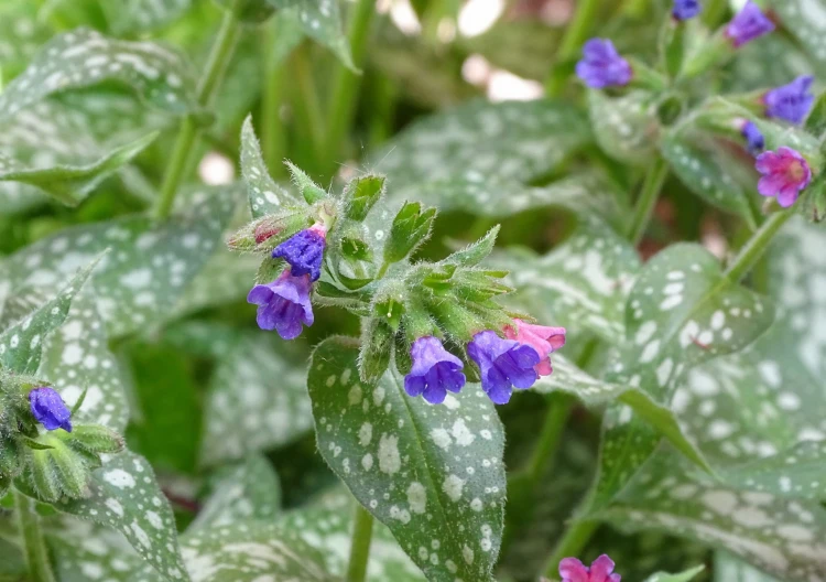 5558721-lungwort-3363477.jpg