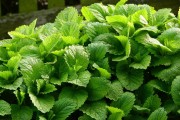 maky_orel-lemon-balm-2370815_1920.jpg