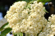 szjeno09190-spring-1407575_1920.jpg