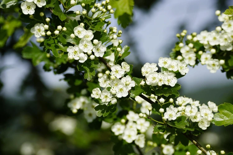 jhenning-crataegus-7973879_1920.jpg
