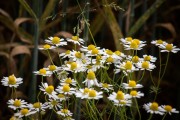 didgeman-chamomile-797087_1920.jpg