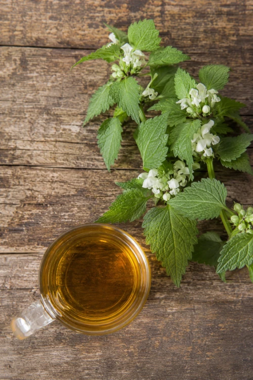 Jasnota biała kwiat naturalna herbata ziołowa – zdjęcie 5