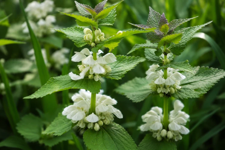 Jasnota biała kwiat naturalna herbata ziołowa – zdjęcie 6