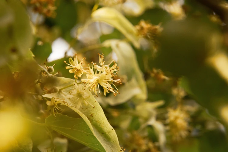 Lipa kwiat Cały naturalny susz do aromatycznego naparu – zdjęcie 6