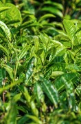 Assam herbata czarna liściasta indyjska klasyczna – zdjęcie 7