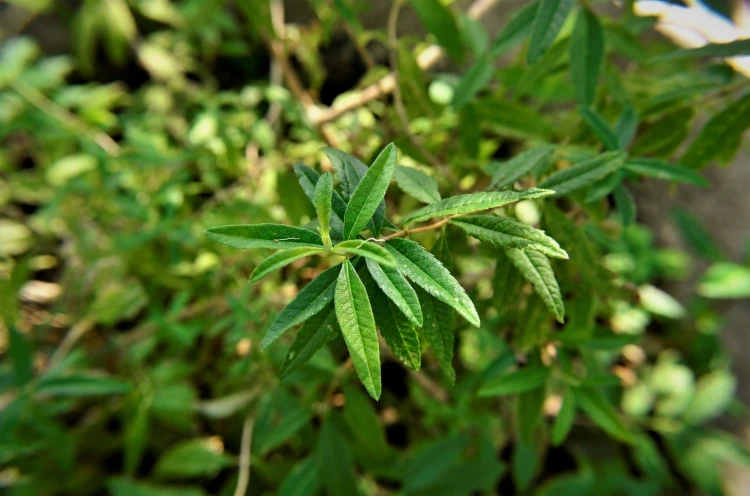 Werbena cytrynowa liść cięty